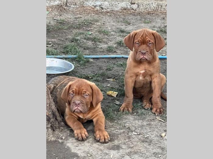 bordoški doberman štenci besplatni mali oglasi