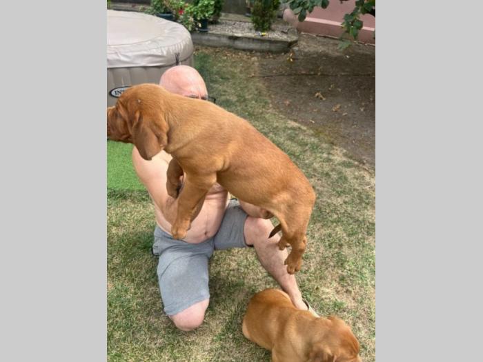 bordoški doberman štenci besplatni mali oglasi