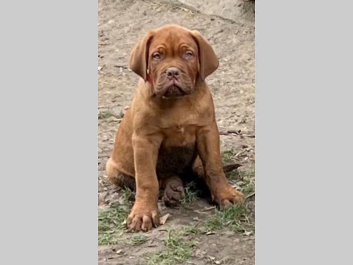 bordoški doberman štenci besplatni mali oglasi