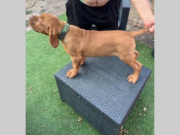 bordoški doberman štenci besplatni mali oglasi