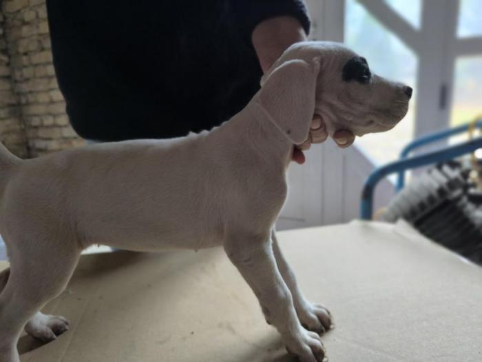 doberman argentino štenci besplatni mali oglasi