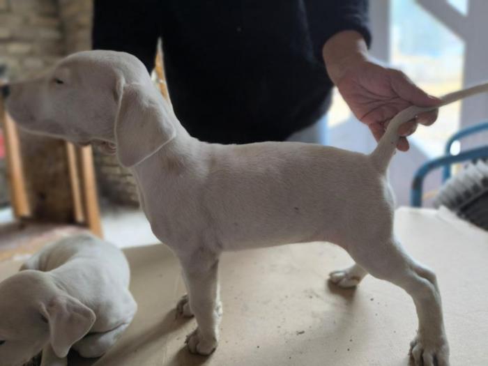 doberman argentino štenci besplatni mali oglasi