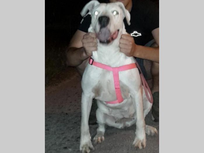 doberman argentino štenci besplatni mali oglasi
