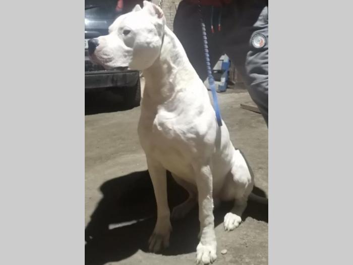 doberman argentino štenci besplatni mali oglasi