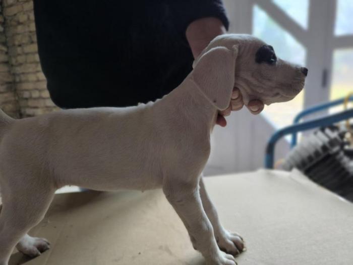 doberman argentino štenci besplatni mali oglasi