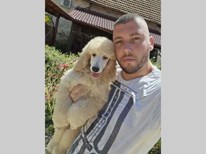 kraljevske pudle štenci dostupni sa slike besplatni mali oglasi