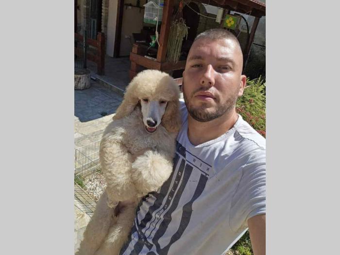 kraljevske pudle štenci dostupni sa slike besplatni mali oglasi