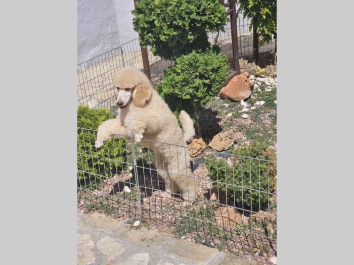 kraljevske pudle štenci dostupni sa slike besplatni mali oglasi
