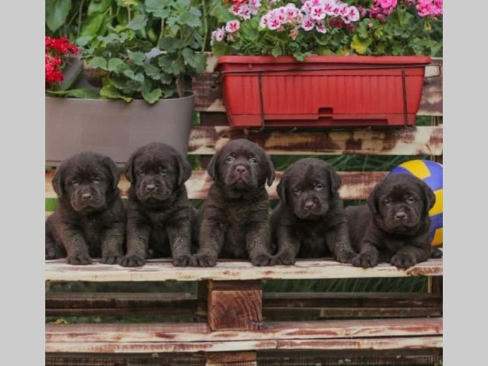 labrador retriver štenci braon boje besplatni mali oglasi