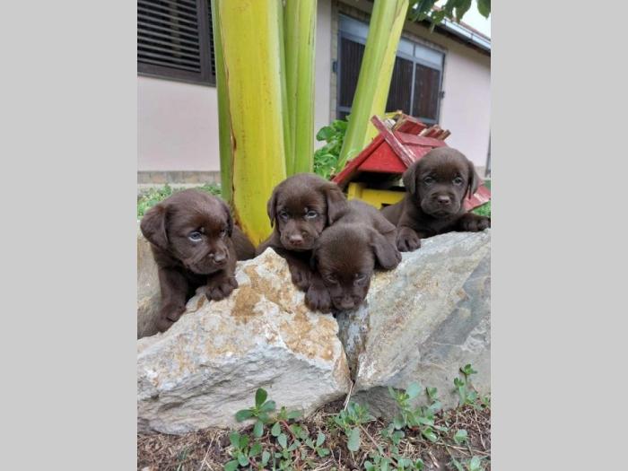 labrador retriver štenci braon boje besplatni mali oglasi