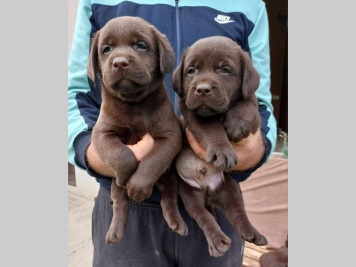 labrador retriver štenci braon boje besplatni mali oglasi
