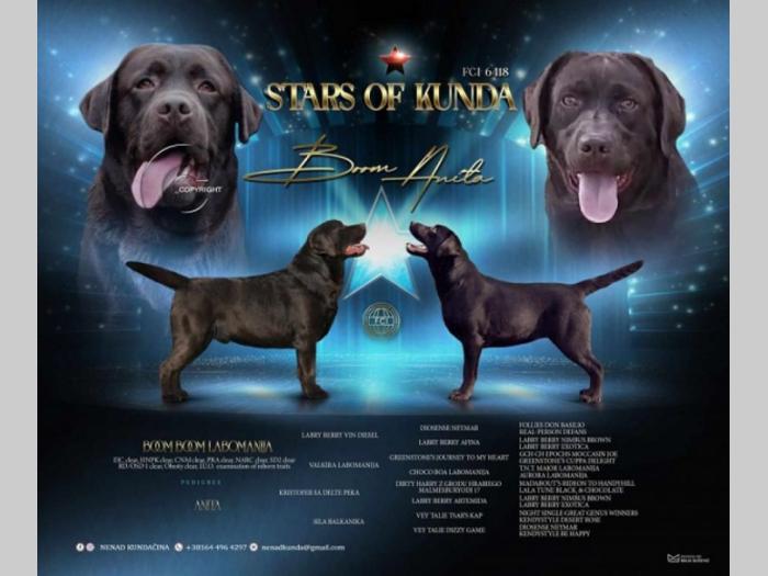 labrador retriver štenci braon boje besplatni mali oglasi
