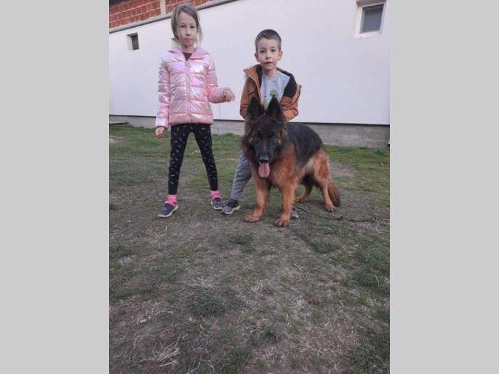 nemački dugodlaki ovčar štenci besplatni mali oglasi
