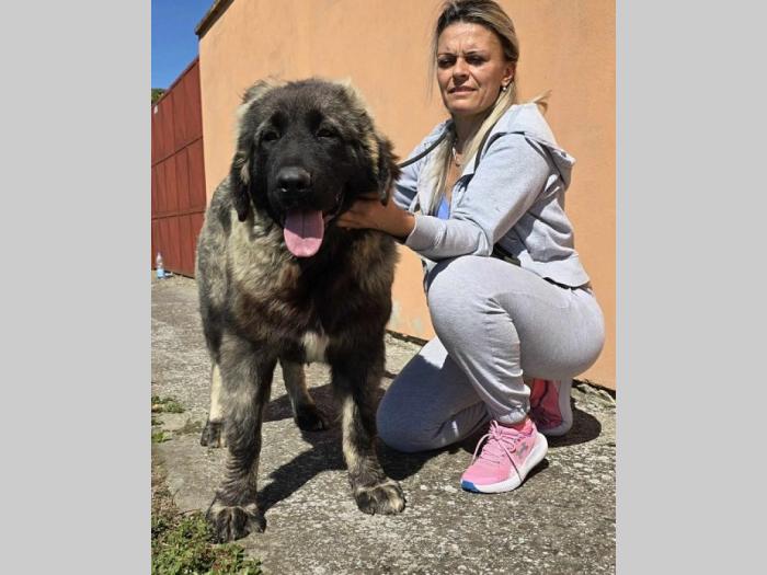 kavkaski ovčar vrhunski štenci besplatni mali oglasi