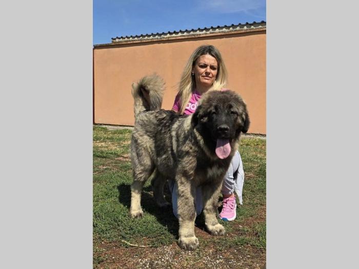 kavkaski ovčar vrhunski štenci besplatni mali oglasi