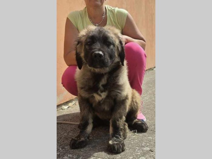 kavkaski ovčar vrhunski štenci besplatni mali oglasi