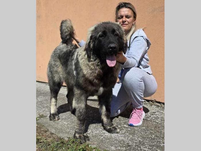 kavkaski ovčar vrhunski štenci besplatni mali oglasi