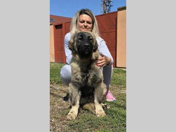 kavkaski ovčar vrhunski štenci besplatni mali oglasi