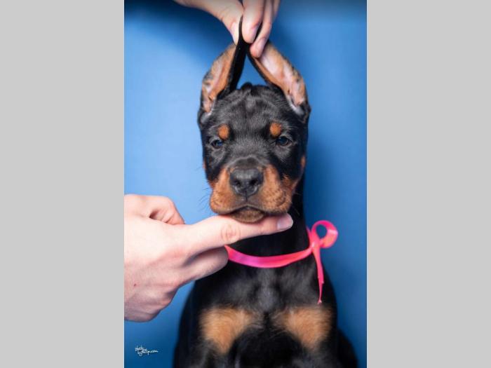 doberman prelepi štenci besplatni mali oglasi