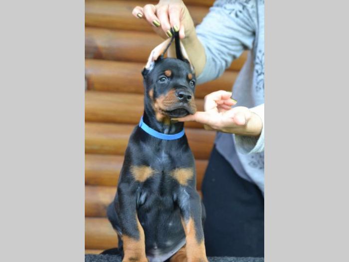 doberman prelepi štenci besplatni mali oglasi
