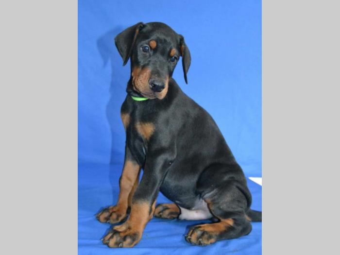 doberman prelepi štenci besplatni mali oglasi