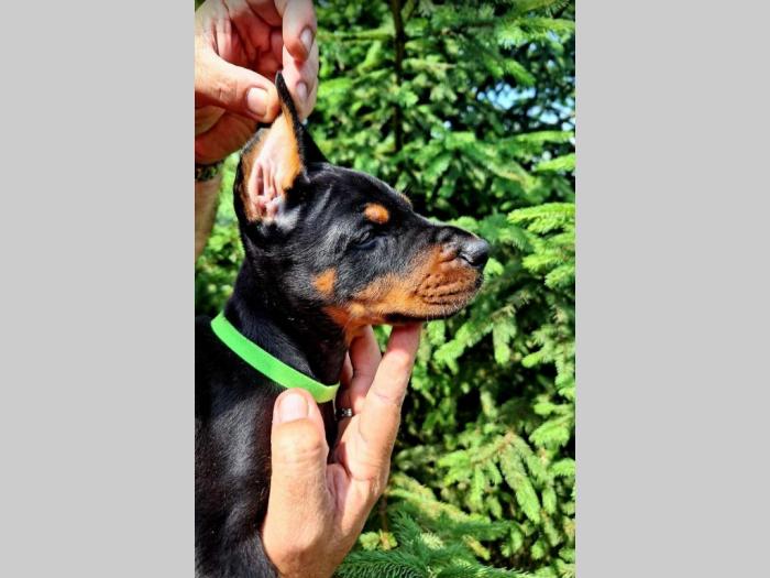 doberman prelepi štenci besplatni mali oglasi