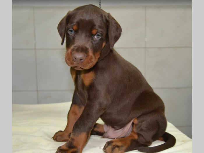 doberman prelepi štenci besplatni mali oglasi