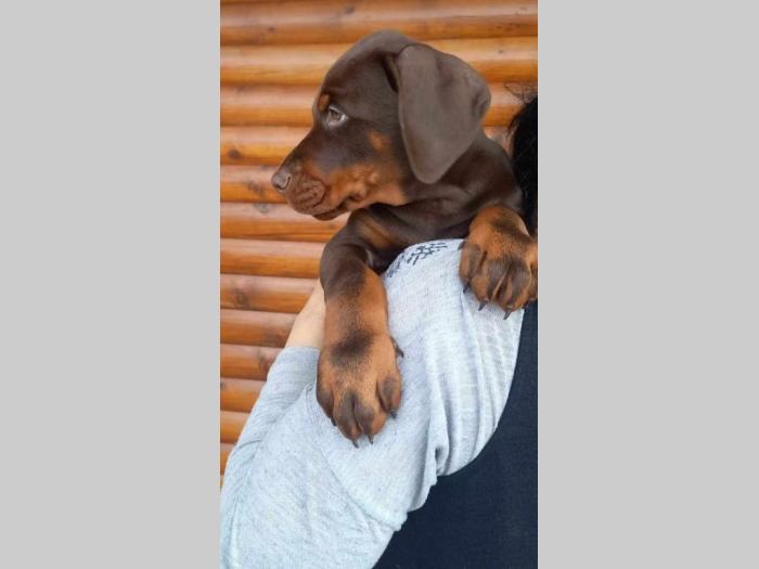 doberman prelepi štenci besplatni mali oglasi