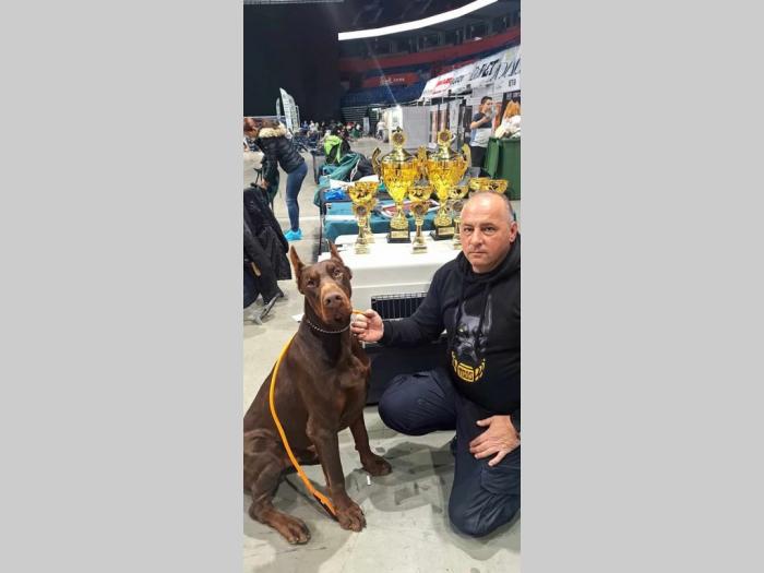 doberman prelepi štenci besplatni mali oglasi