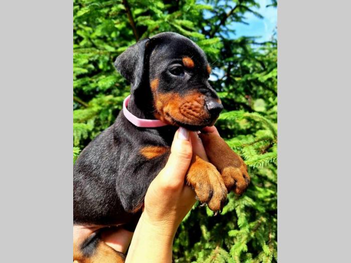 doberman prelepi štenci besplatni mali oglasi