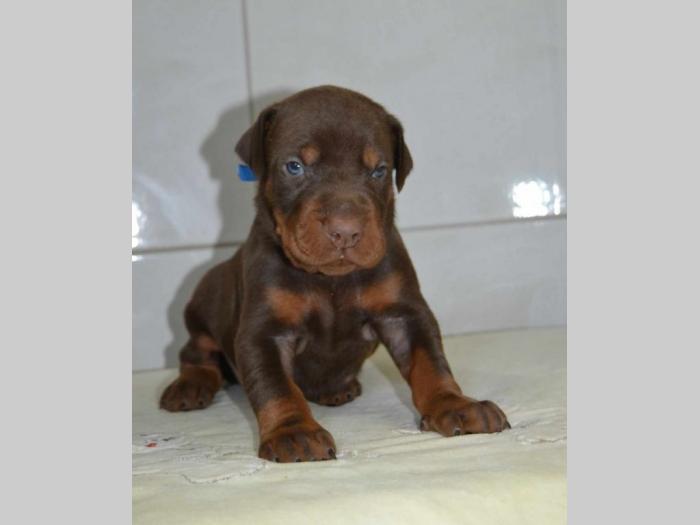 doberman prelepi štenci besplatni mali oglasi