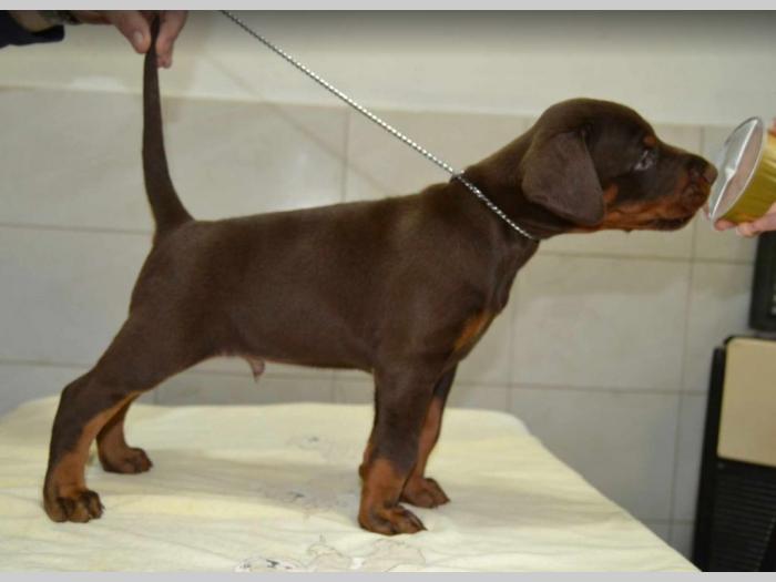 doberman prelepi štenci besplatni mali oglasi