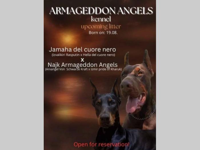 doberman prelepi štenci besplatni mali oglasi