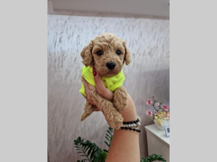 aprikot štene mužjaka i ženke mini pudle besplatni mali oglasi
