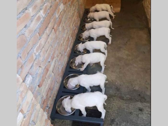 na prodaju štenci rase dogo argentino starosti pet meseci besplatni mali oglasi