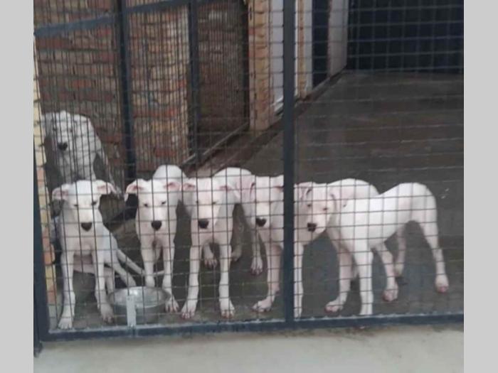 na prodaju štenci rase dogo argentino starosti pet meseci besplatni mali oglasi