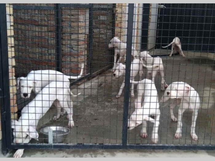 na prodaju štenci rase dogo argentino starosti pet meseci besplatni mali oglasi