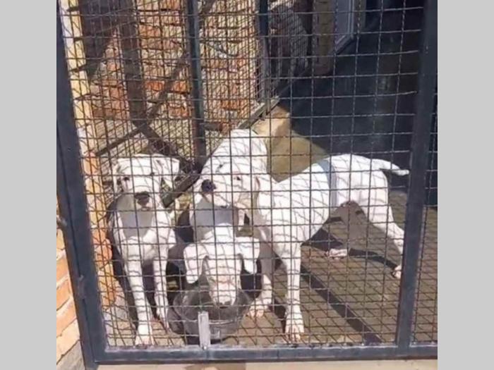 na prodaju štenci rase dogo argentino starosti pet meseci besplatni mali oglasi