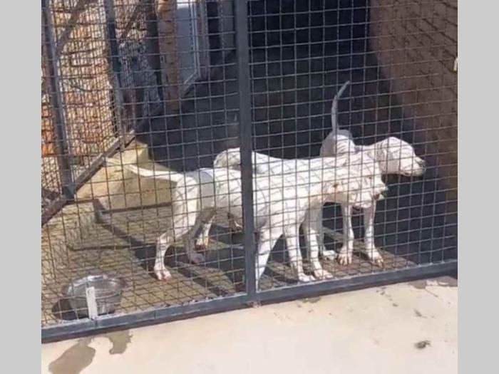 na prodaju štenci rase dogo argentino starosti pet meseci besplatni mali oglasi
