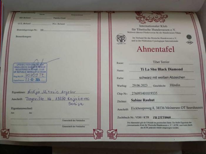 tibetski terijer ženka od 15 meseci na prodaju besplatni mali oglasi