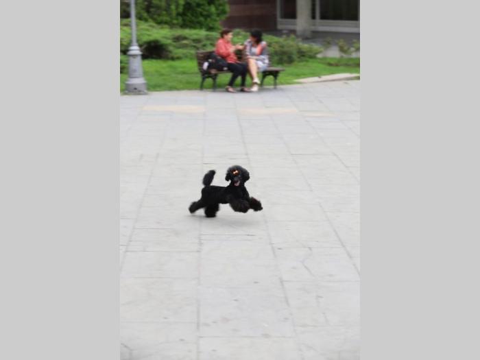 toy pudla prelepa ženka besplatni mali oglasi