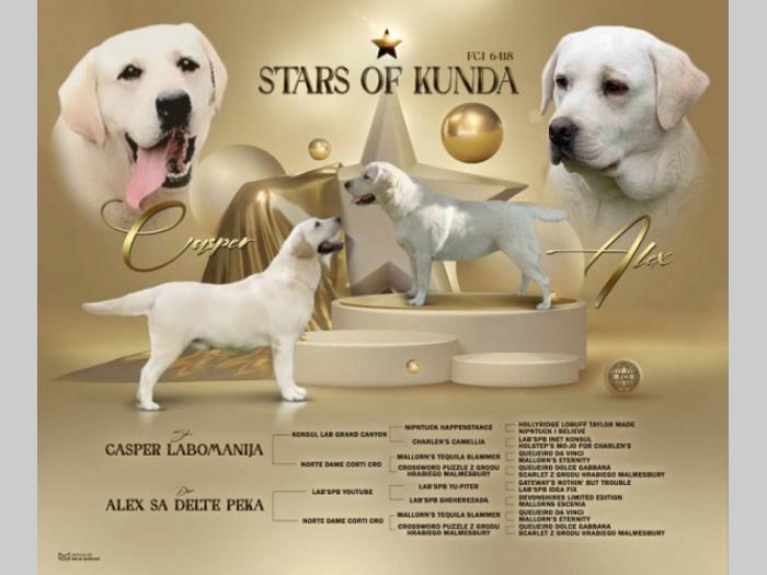 labrador retriver štenci besplatni mali oglasi