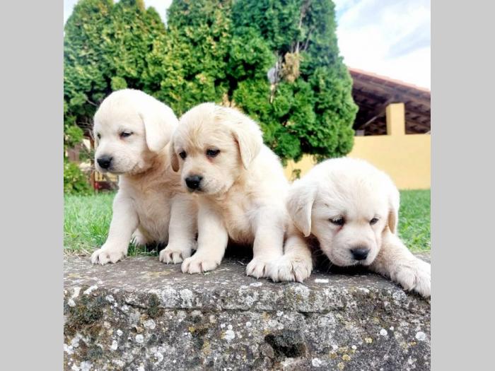 labrador retriver štenci besplatni mali oglasi