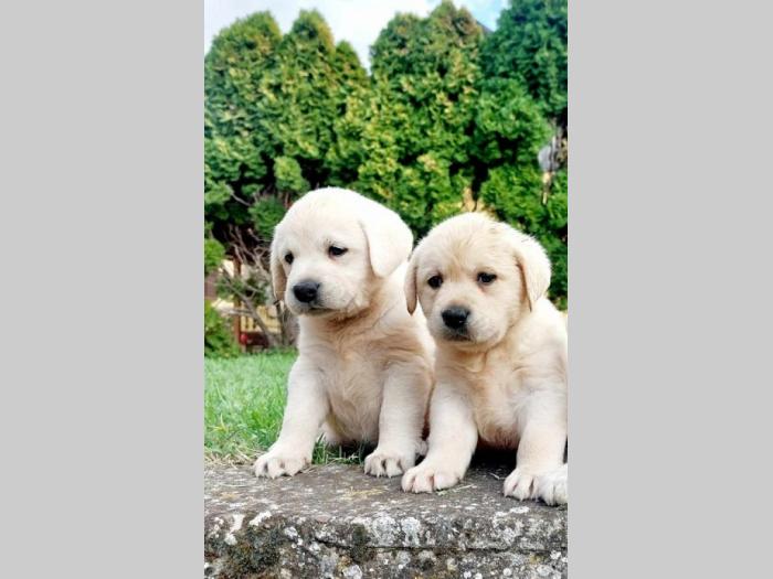 labrador retriver štenci besplatni mali oglasi