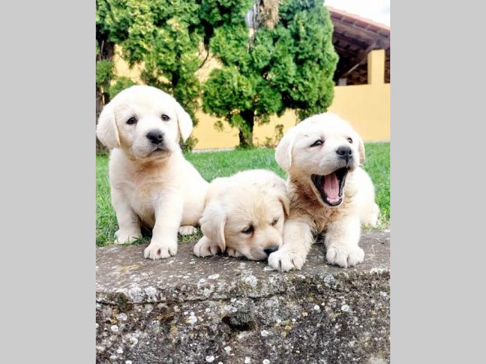 labrador retriver štenci besplatni mali oglasi