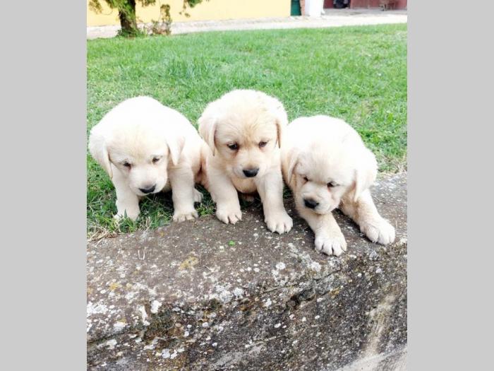 labrador retriver štenci besplatni mali oglasi