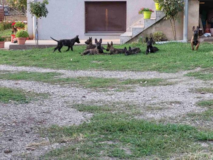 holandski ovčar štenci besplatni mali oglasi