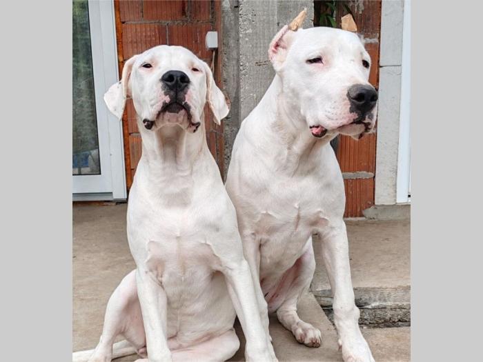 dogo argentino štenci besplatni mali oglasi