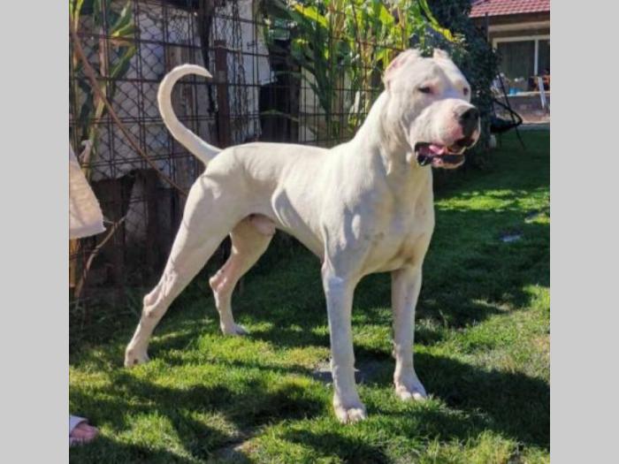 dogo argentino štenci besplatni mali oglasi
