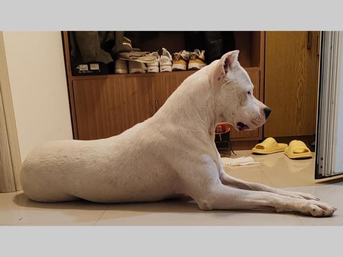 dogo argentino štenci besplatni mali oglasi